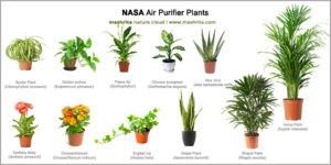 Best indoor plants list such as you can find here. The big list of most common indoor plants helps to purify your indoor air pollution