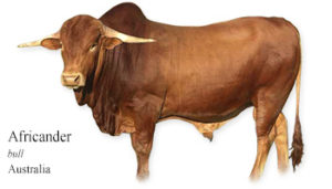 List of Australian Cow name with Picture