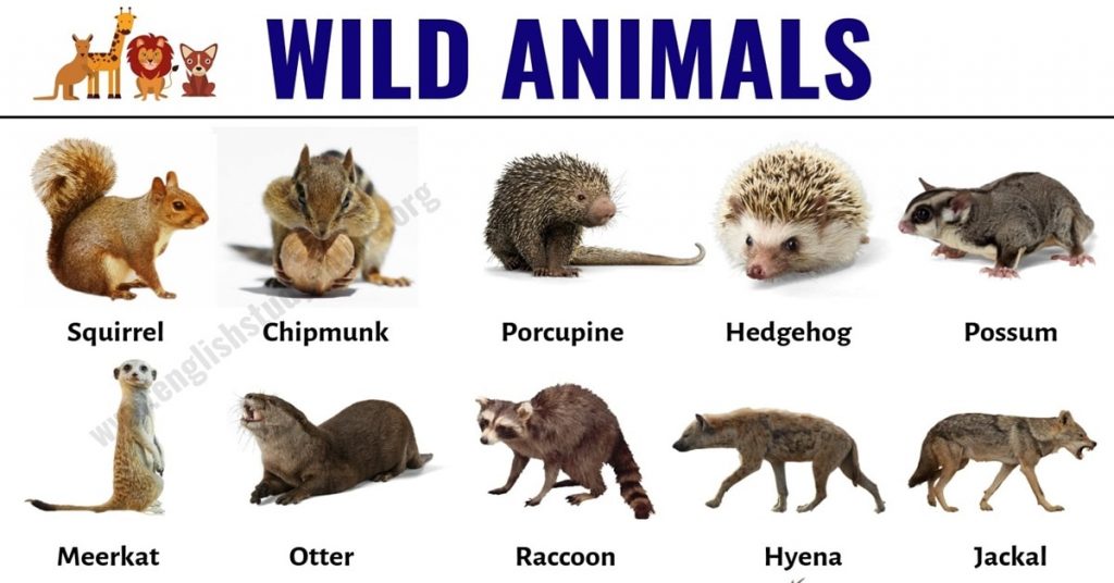 Animals name in English a to z with pictures - Listhadi