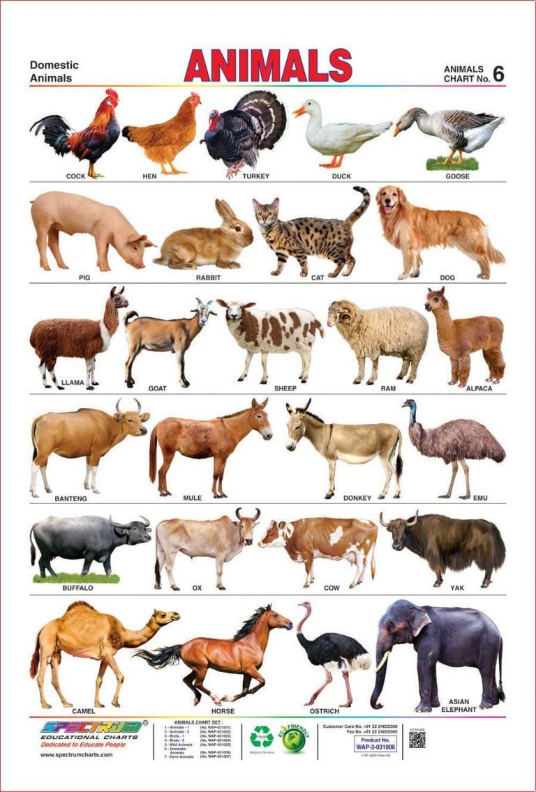 Animals name in English a to z with pictures - Listhadi