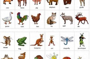 Animals-name-in-English-a-to-z-with-pictures