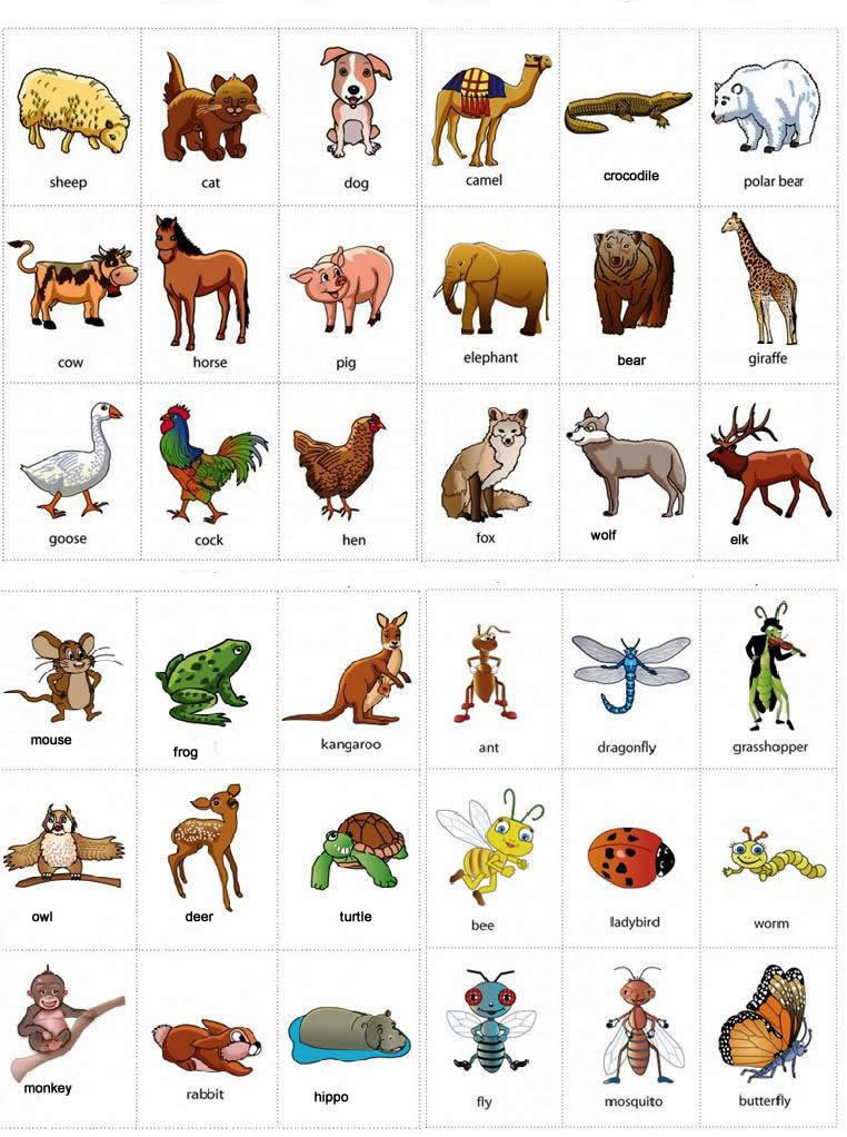 Animals name in English a to z with pictures - Listhadi