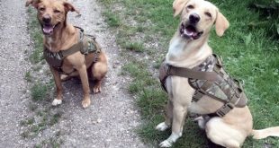 Best Tactical Dog Harnesses 2020