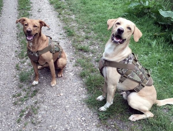 Best Tactical Dog Harnesses 2020